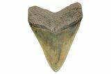 Serrated, Fossil Megalodon Tooth - South Carolina #374730-1